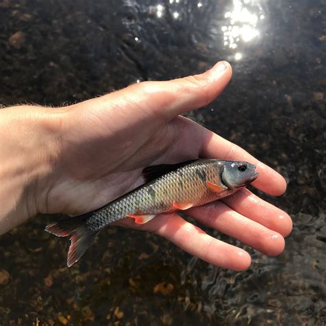 massachusetts freshwater fish species|Native Fish Species of Massachusetts – Current Angler.